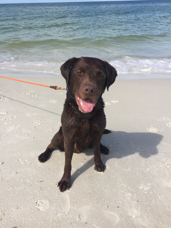 Frankie: Loving the dog friendly beaches of Cape San Blas, Florida!